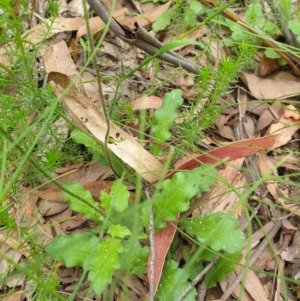 Lagenophora stipitata at Paddys River, ACT - 30 Dec 2020