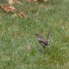 Malurus cyaneus (Superb Fairywren) at Amaroo, ACT - 30 Dec 2020 by RichForshaw