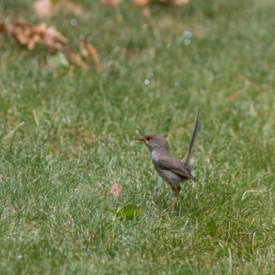 Malurus cyaneus (Superb Fairywren) at Amaroo, ACT - 30 Dec 2020 by RichForshaw