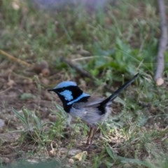 Malurus cyaneus (Superb Fairywren) at Amaroo, ACT - 30 Dec 2020 by RichForshaw
