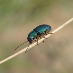 Eboo sp. (genus) (Eboo leaf beetle) at Booth, ACT - 28 Dec 2020 by CathB
