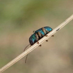 Eboo sp. (genus) at Booth, ACT - 29 Dec 2020