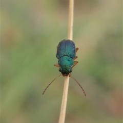 Eboo sp. (genus) at Booth, ACT - 29 Dec 2020