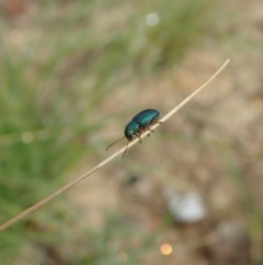 Eboo sp. (genus) at Booth, ACT - 29 Dec 2020 10:30 AM