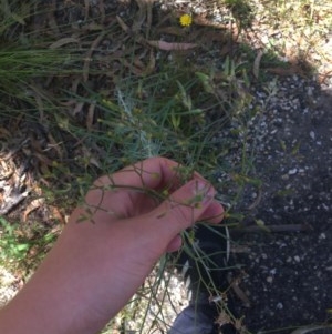 Senecio quadridentatus at Paddys River, ACT - 27 Dec 2020 11:38 AM