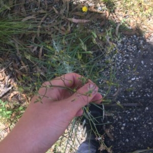 Senecio quadridentatus at Paddys River, ACT - 27 Dec 2020