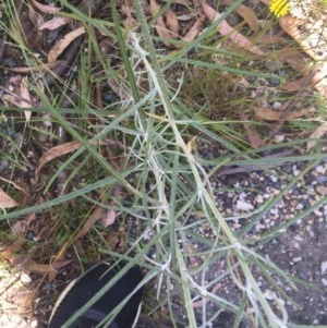 Senecio quadridentatus at Paddys River, ACT - 27 Dec 2020 11:38 AM