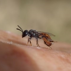 Lasioglossum (Homalictus) sp. (genus & subgenus) (Furrow Bee) at Booth, ACT - 29 Dec 2020 by CathB
