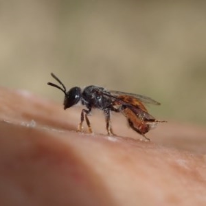 Lasioglossum (Homalictus) sp. (genus & subgenus) at Booth, ACT - 29 Dec 2020 11:15 AM