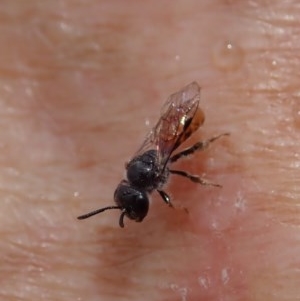Lasioglossum (Homalictus) sp. (genus & subgenus)) at Booth, ACT - 29 Dec 2020