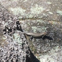 Egernia cunninghami (Cunningham's Skink) at Tidbinbilla Nature Reserve - 27 Dec 2020 by Tapirlord