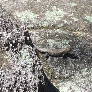 Egernia cunninghami at Paddys River, ACT - 27 Dec 2020