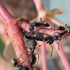 Eurymeloides minuta (Gumtree leafhopper) at Booth, ACT - 29 Dec 2020 by CathB