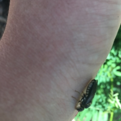 Pergidae sp. (family) (Unidentified Sawfly) at Tidbinbilla Nature Reserve - 27 Dec 2020 by Tapirlord