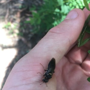 Pergidae sp. (family) at Paddys River, ACT - 27 Dec 2020 12:19 PM