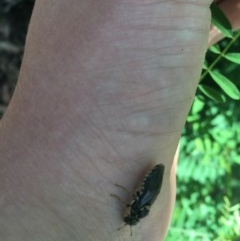 Pergidae sp. (family) at Paddys River, ACT - 27 Dec 2020 12:19 PM