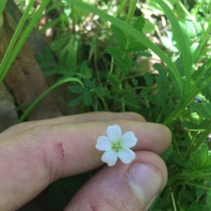 Geranium neglectum at Paddys River, ACT - 27 Dec 2020