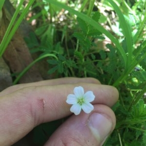 Geranium neglectum at Paddys River, ACT - 27 Dec 2020 12:47 PM