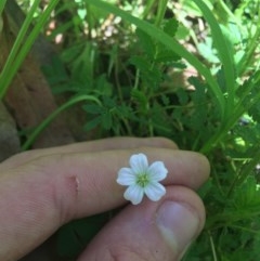Geranium neglectum at Paddys River, ACT - 27 Dec 2020 12:47 PM