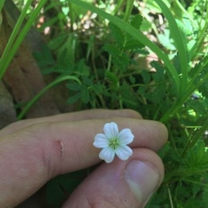 Geranium neglectum at Paddys River, ACT - 27 Dec 2020