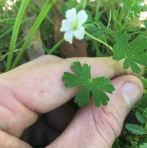 Geranium neglectum at Paddys River, ACT - 27 Dec 2020