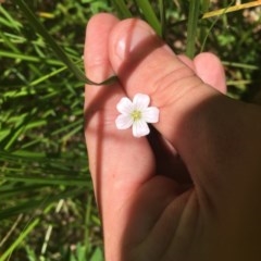 Geranium neglectum at Paddys River, ACT - 27 Dec 2020 12:47 PM