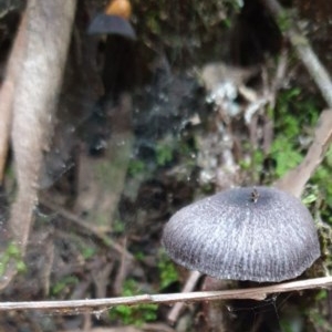 zz agaric (stem; gill colour unknown) at Paddys River, ACT - 30 Dec 2020