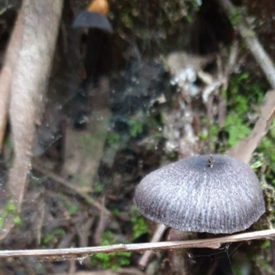 zz agaric (stem; gill colour unknown) at Paddys River, ACT - 29 Dec 2020 by Rixon