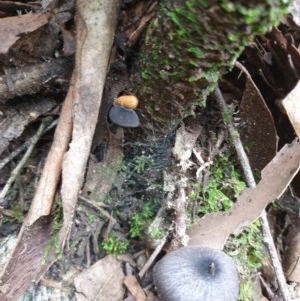 zz agaric (stem; gill colour unknown) at Paddys River, ACT - 30 Dec 2020 10:28 AM