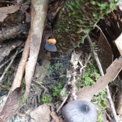 zz agaric (stem; gill colour unknown) at Paddys River, ACT - 30 Dec 2020