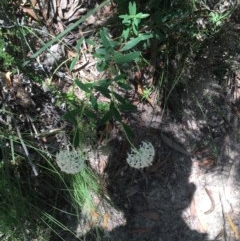 Pimelea treyvaudii (Grey Riceflower) at Tidbinbilla Nature Reserve - 27 Dec 2020 by Tapirlord