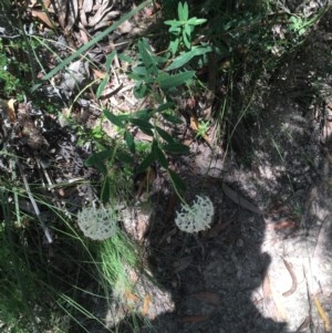 Pimelea treyvaudii at Paddys River, ACT - 27 Dec 2020