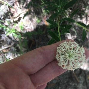 Pimelea treyvaudii at Paddys River, ACT - 27 Dec 2020