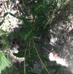 Pimelea treyvaudii at Paddys River, ACT - 27 Dec 2020