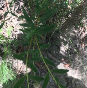 Pimelea treyvaudii at Paddys River, ACT - 27 Dec 2020