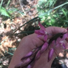 Dipodium roseum (Rosy Hyacinth Orchid) at Paddys River, ACT - 27 Dec 2020 by Tapirlord