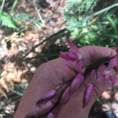 Dipodium roseum (Rosy Hyacinth Orchid) at Tidbinbilla Nature Reserve - 27 Dec 2020 by Tapirlord