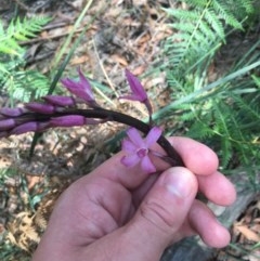 Dipodium roseum at Paddys River, ACT - suppressed