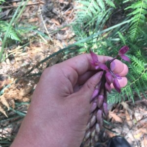 Dipodium roseum at Paddys River, ACT - 27 Dec 2020