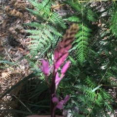 Dipodium roseum at Paddys River, ACT - 27 Dec 2020