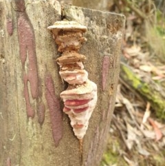 Unidentified Pored or somewhat maze-like on underside [bracket polypores] (TBC) at Paddys River, ACT - 29 Dec 2020 by Rixon