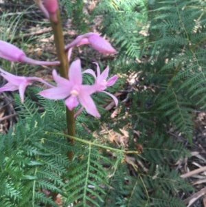 Dipodium roseum at Paddys River, ACT - suppressed