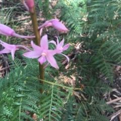 Dipodium roseum (Rosy hyacinth orchid) at Paddys River, ACT - 27 Dec 2020 by Tapirlord