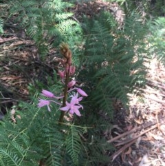 Dipodium roseum at Paddys River, ACT - suppressed