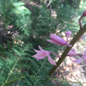 Dipodium roseum at Paddys River, ACT - suppressed