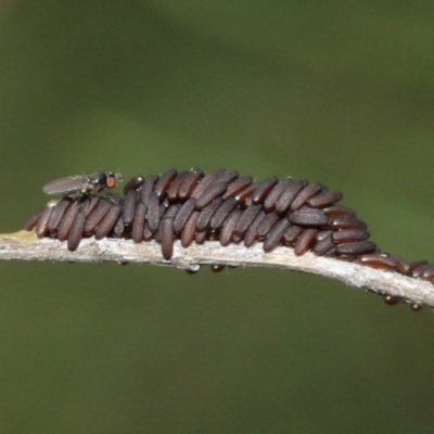Unverified Insect by TimL