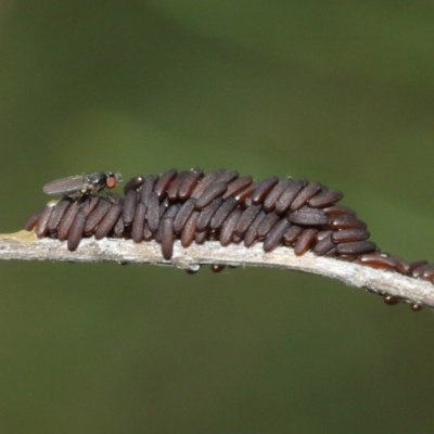 Unidentified Insect at ANBG - 29 Dec 2020 by TimL