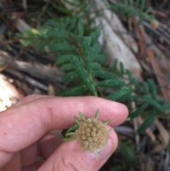 Pimelea treyvaudii (Grey Riceflower) at Paddys River, ACT - 27 Dec 2020 by Tapirlord