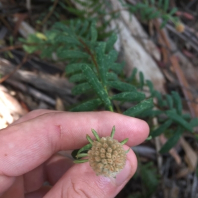 Pimelea treyvaudii (Grey Riceflower) at Paddys River, ACT - 27 Dec 2020 by Tapirlord