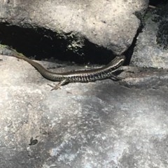Eulamprus heatwolei (Yellow-bellied Water Skink) at Paddys River, ACT - 27 Dec 2020 by Tapirlord